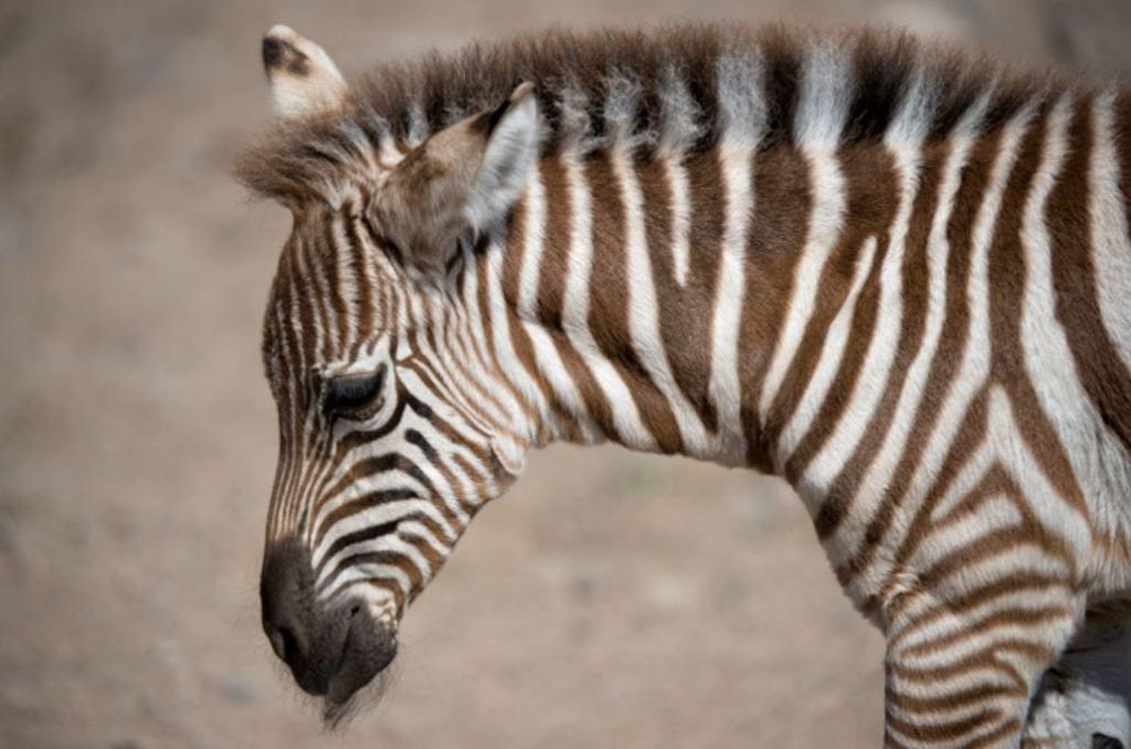 갈색과 흰색 줄무늬, 털갈이, 고개를 내린 아기 얼룩말의 프로필을 클로즈업한 사진.
