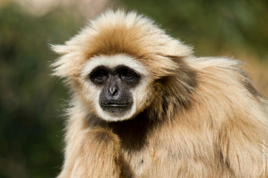 흐릿한 자연 배경에 어두운 얼굴색을 띠는 밝은 갈색과 베이지색 긴팔원숭이를 클로즈업한 사진입니다.