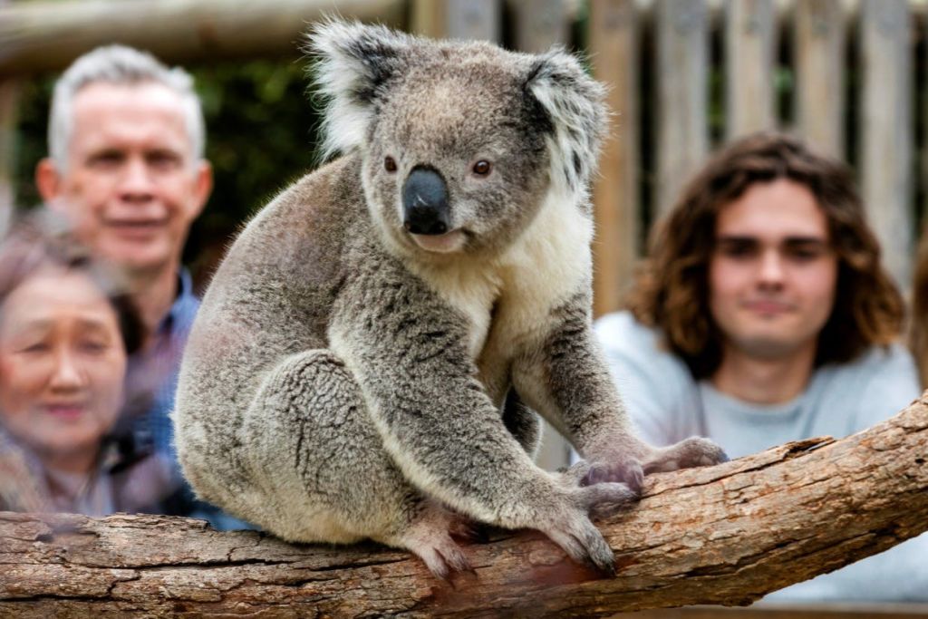 달빛 보호구역에서 코알라 구경하기