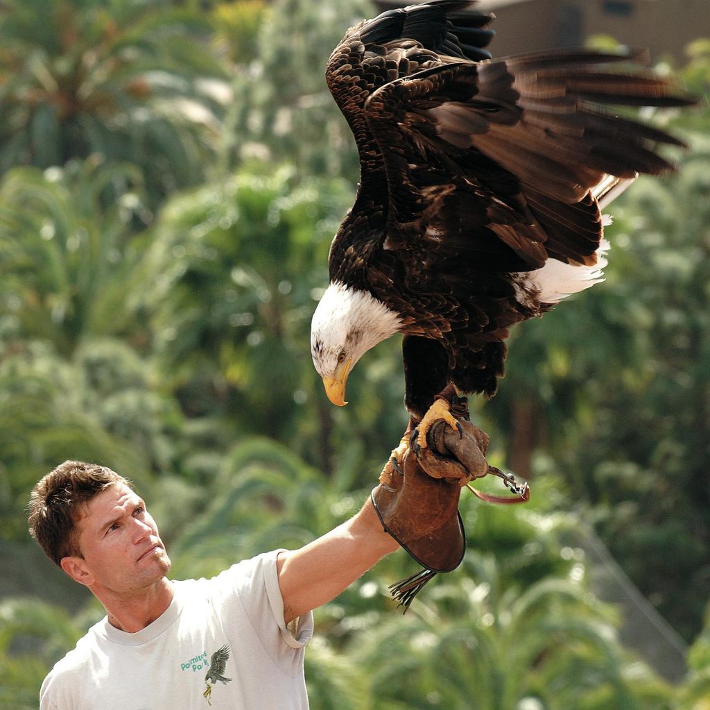 흰 셔츠를 입은 사람이 장갑을 낀 팔에 대머리 독수리를 잡고 있으며, 푸르름을 배경으로 하고 있습니다.