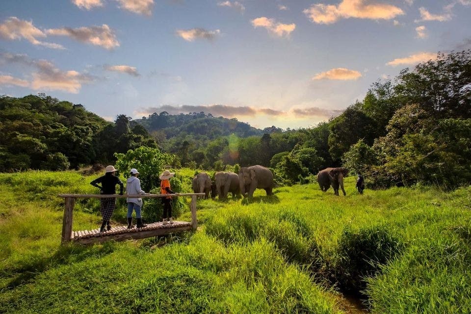 Natural green space and elephants