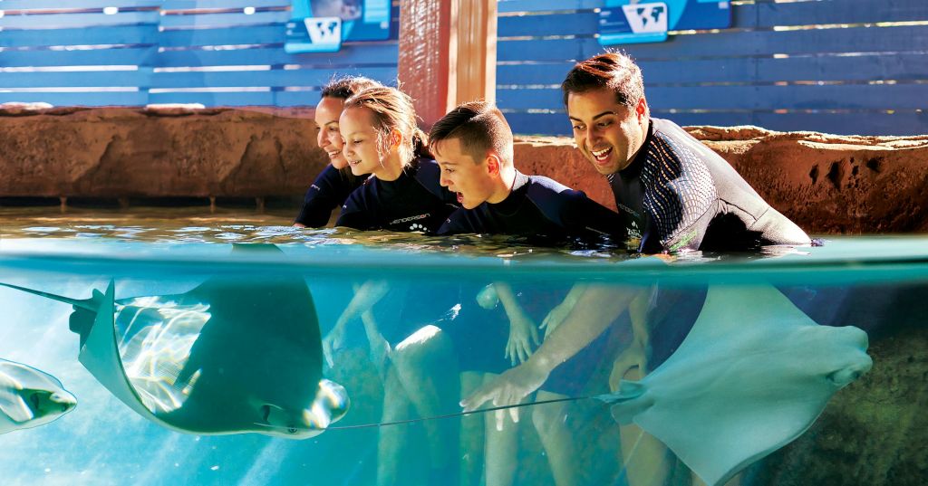 잠수복을 입은 세 사람이 수조에 기대어 물속에서 가오리를 만지고 있습니다. 배경에는 나무 울타리와 파란색 표지판이 있습니다.