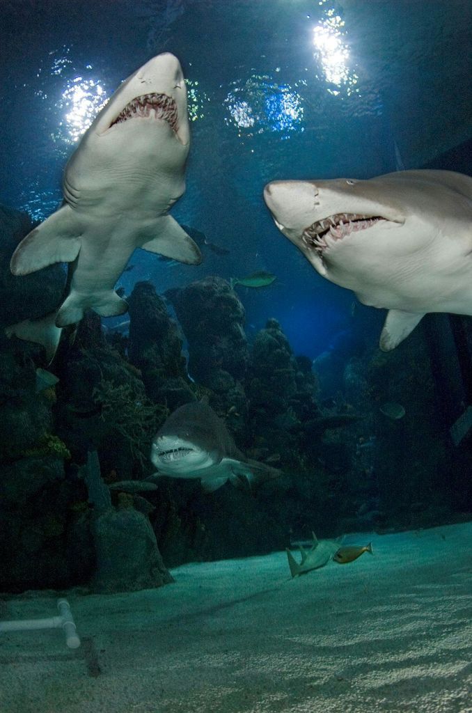 다양한 작은 물고기로 둘러싸인 산호초 근처에서 세 마리의 상어가 헤엄치는 수중 장면.