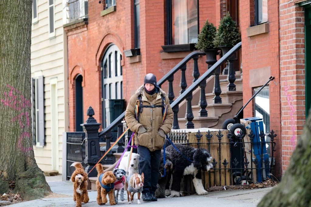 벽돌과 베이지색 주택이 있는 주택가에서 목줄을 매고 다양한 품종의 개 6마리를 산책하는 코트를 입은 사람.