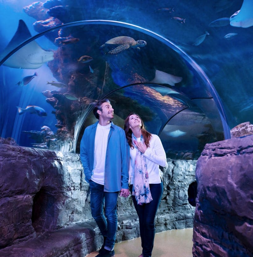 두 사람이 수중 터널을 통해 손을 잡고 걸으며 머리 위로 헤엄치는 다양한 바다 생물을 올려다보고 있습니다.