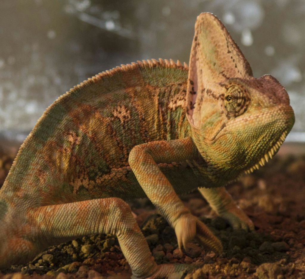 질감이 있는 녹색과 갈색의 위장 무늬가 있는 카멜레온이 모래와 바위 표면에 서 있습니다.