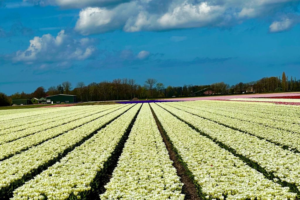 아름다운 하늘과 튤립밭