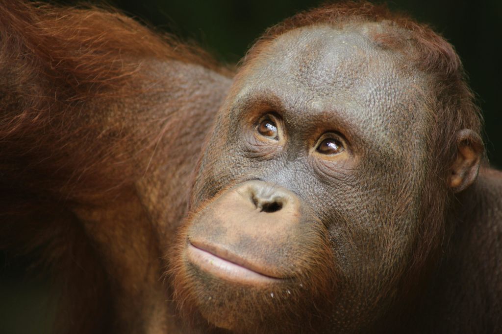 부드러운 눈빛과 사려 깊은 표정으로 오랑우탄의 얼굴을 클로즈업했습니다. 배경이 흐릿하고 어둡습니다.