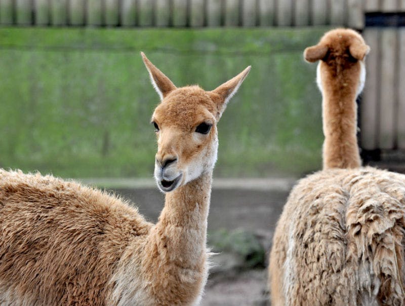 두 마리의 갈색 알파카와 흰색 알파카가 가까이 서 있으며, 한 마리는 흐릿한 녹색 배경으로 카메라를 직접 바라보고 있습니다.