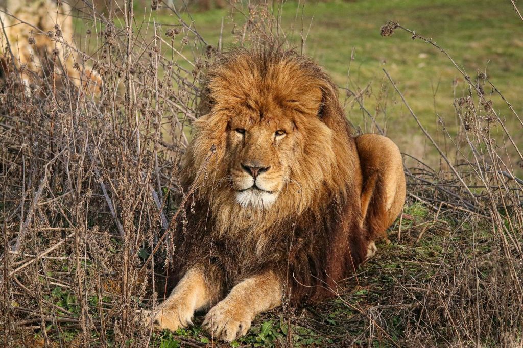 루미니사파리보호구역