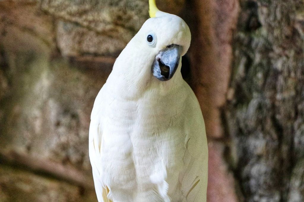 탐분이포의 잃어버린 세계