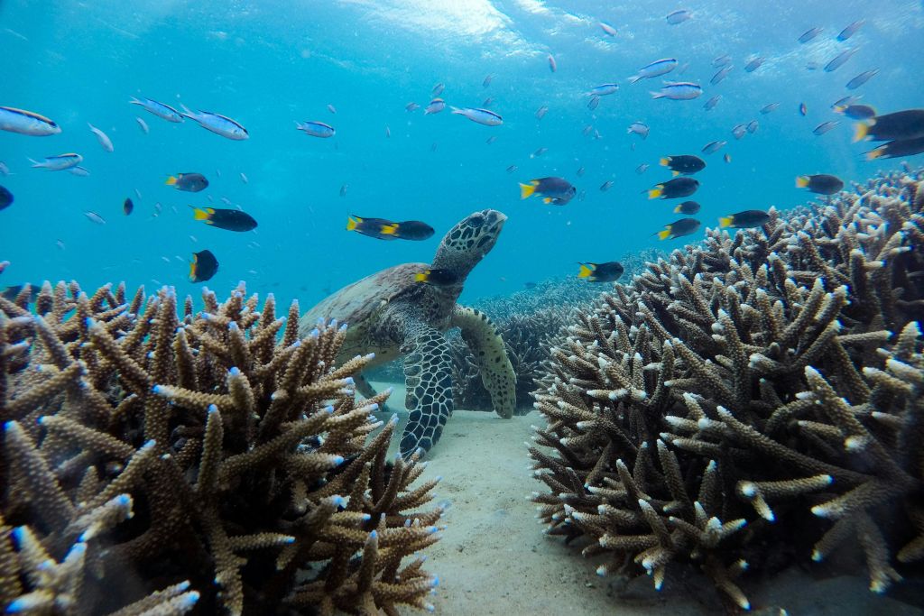 그레이트케펠섬의 건강한 산호 정원에서 가오리와 거북이를 만나보세요.