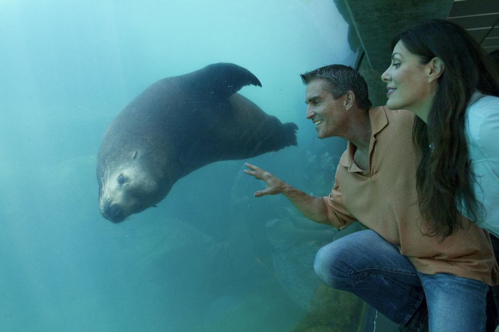 두 사람은 수족관 유리 뒤에서 헤엄치는 바다사자를 열심히 관찰하며, 그 만남에 열중하고 열정적으로 보입니다.