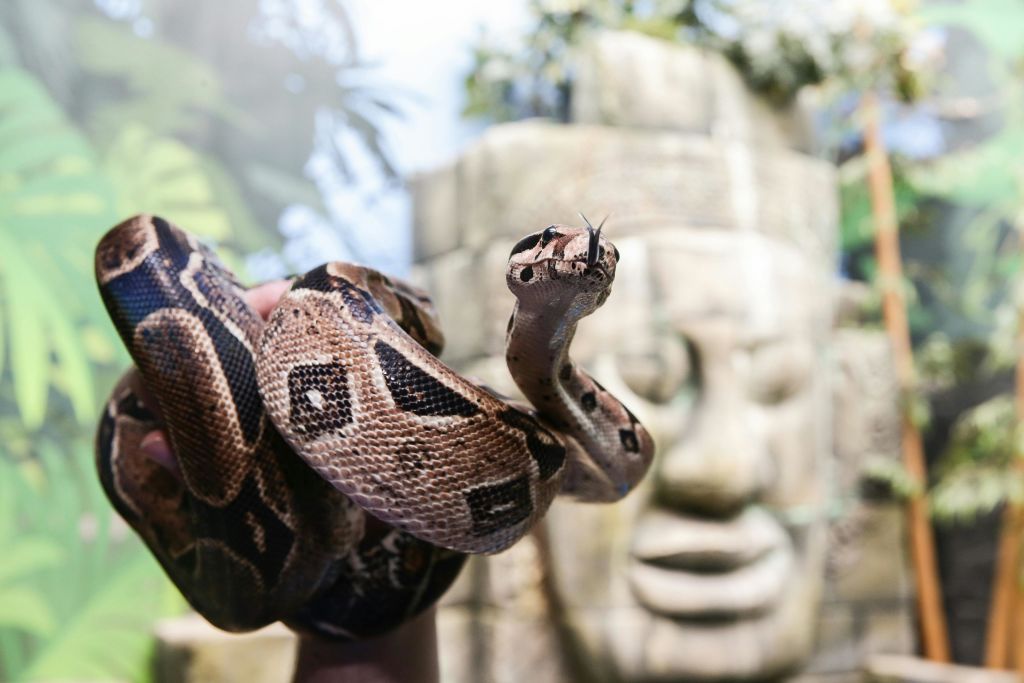 무늬가 있는 껍질을 가진 커다란 뱀이 식물과 나무로 둘러싸인 얼굴로 조각된 돌 앞에 있습니다.