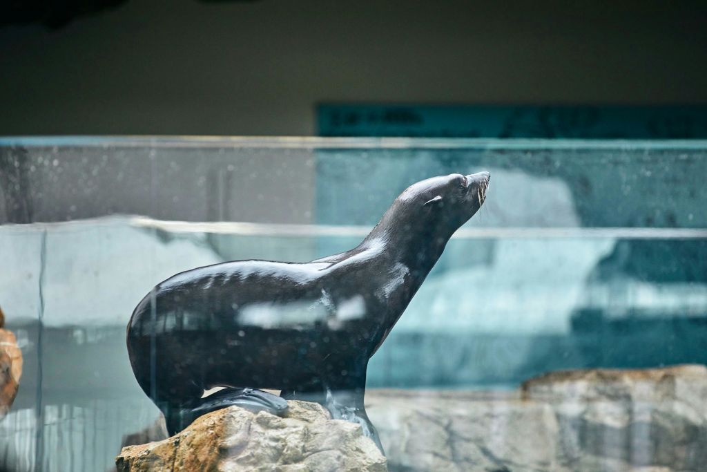 유리 장벽을 통해 보이는 인클로저 안의 바위에 바다사자가 서 있습니다.