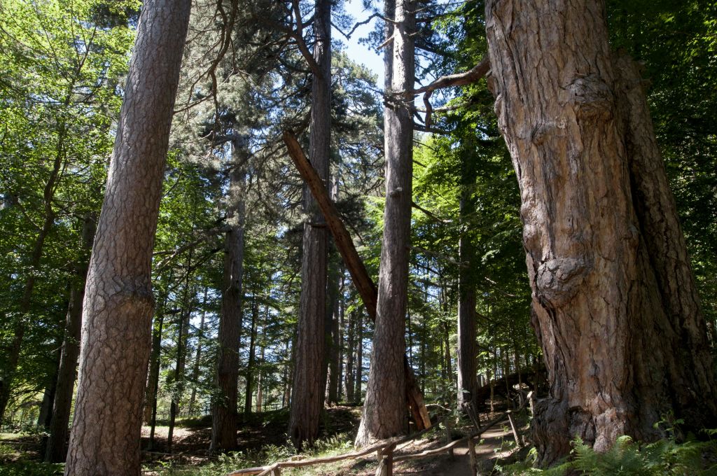 높은 소나무가 우거진 숲과 쓰러진 통나무가 나무 한 그루에 기대어 있습니다. 햇살이 단풍을 거릅니다.