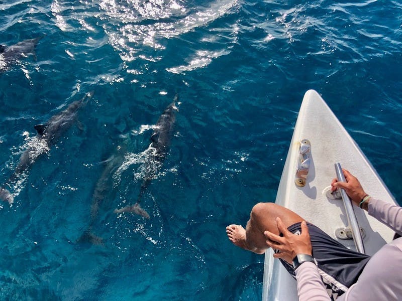 물속에서 돌고래가 내려다보이는 쌍동선을 타는 남자