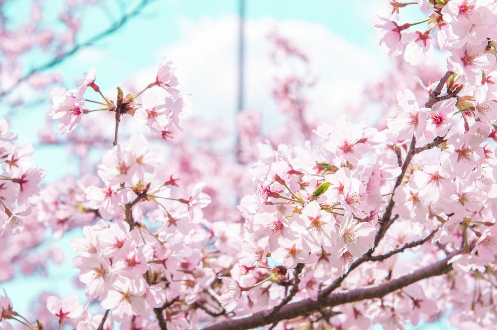 가지 끝, 더 작은 가지에 뭉치로 꽃이 달린 벚꽃