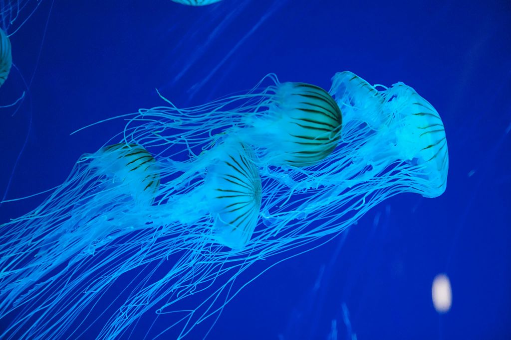 리플리스아쿠아리움오브머틀 비치