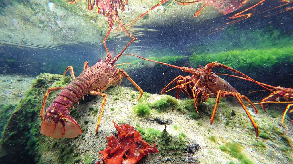 붉은 산호와 녹조를 배경으로 모래와 해조류로 덮인 해저에 바닷가재 두 마리가 있습니다.