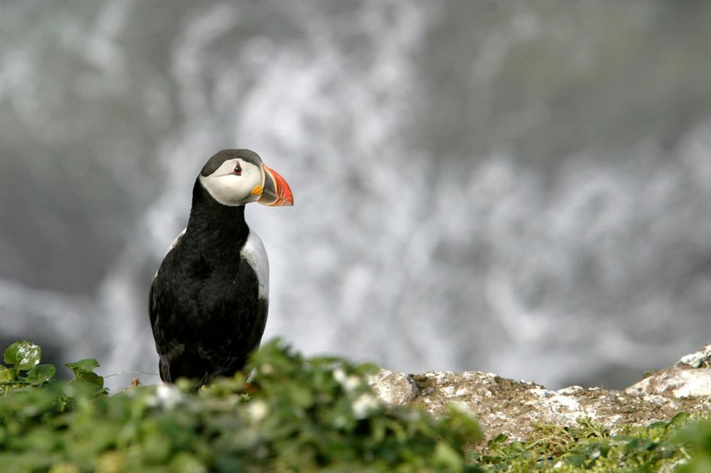 특유의 주황색 부리가 있는 퍼핀이 흐릿한 회색과 흰색 배경에 녹음이 우거진 바위 선반에 서 있습니다.
