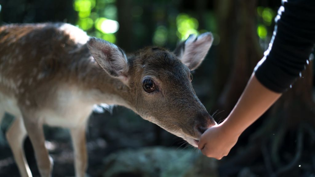 나무 사이로 햇빛이 비치는 숲에서 사람의 손에 먹이를 주는 사슴.