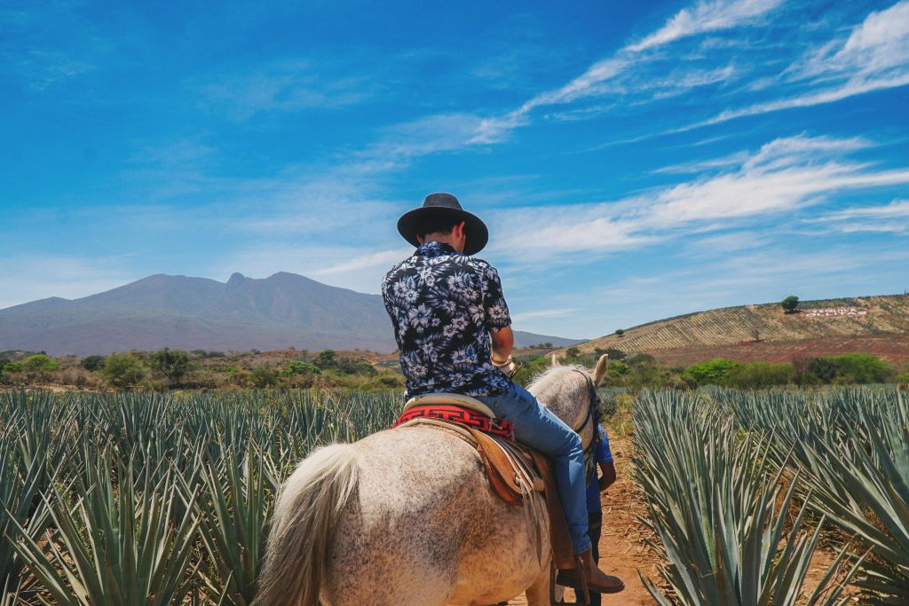 호세쿠에르보 테킬라 증류소 투어