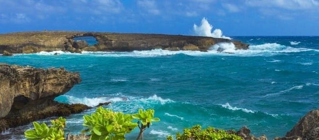 오아후: 그랜드 서클 섬, 돌 농장, 마카다미아 농장 에코 투어