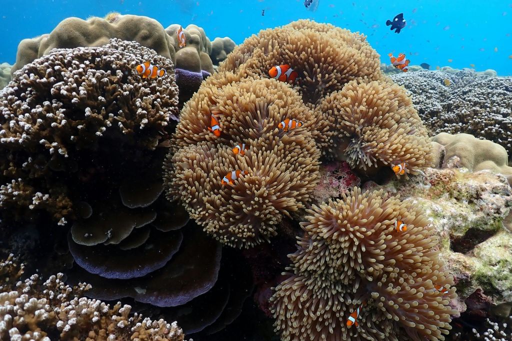 스노클링과 수중 천국을 만나보세요.