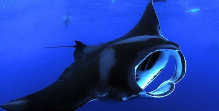 맑고 푸른 물에 입을 벌리고 헤엄치는 쥐가오리. 백그라운드에서 다이버가 보입니다.