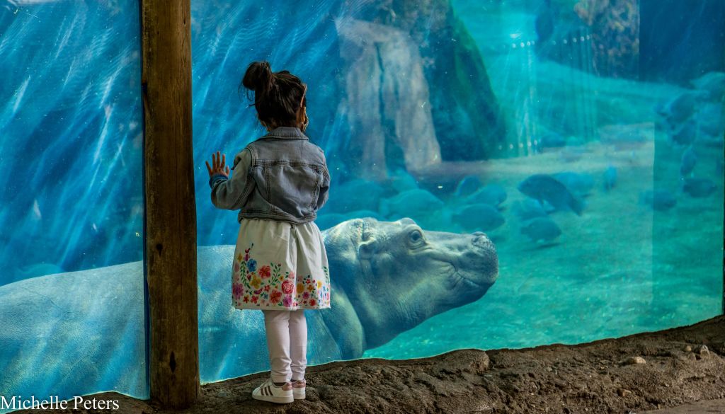 드레스와 데님 재킷을 입은 어린 아이가 수족관이나 동물원의 유리 패널을 통해 수중 하마를 바라보고 있습니다.