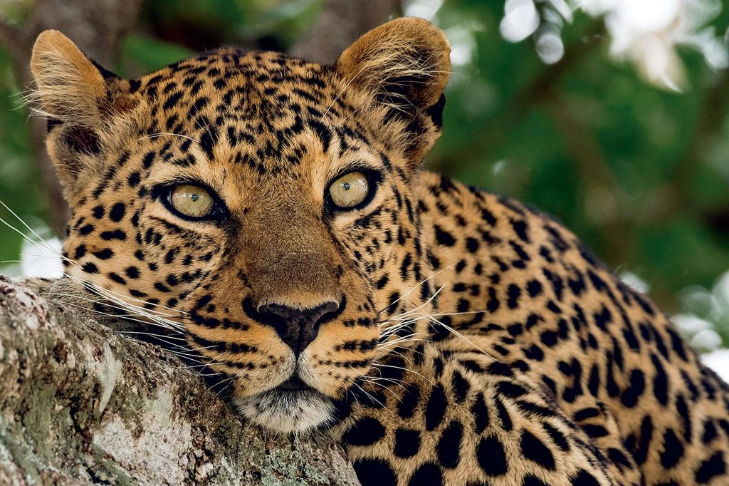 마드리드 동물원