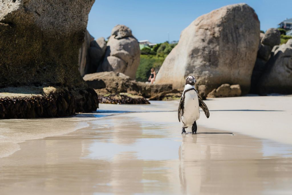 커다란 바위와 맑고 푸른 하늘을 배경으로 모래 해변에 펭귄이 서 있습니다.