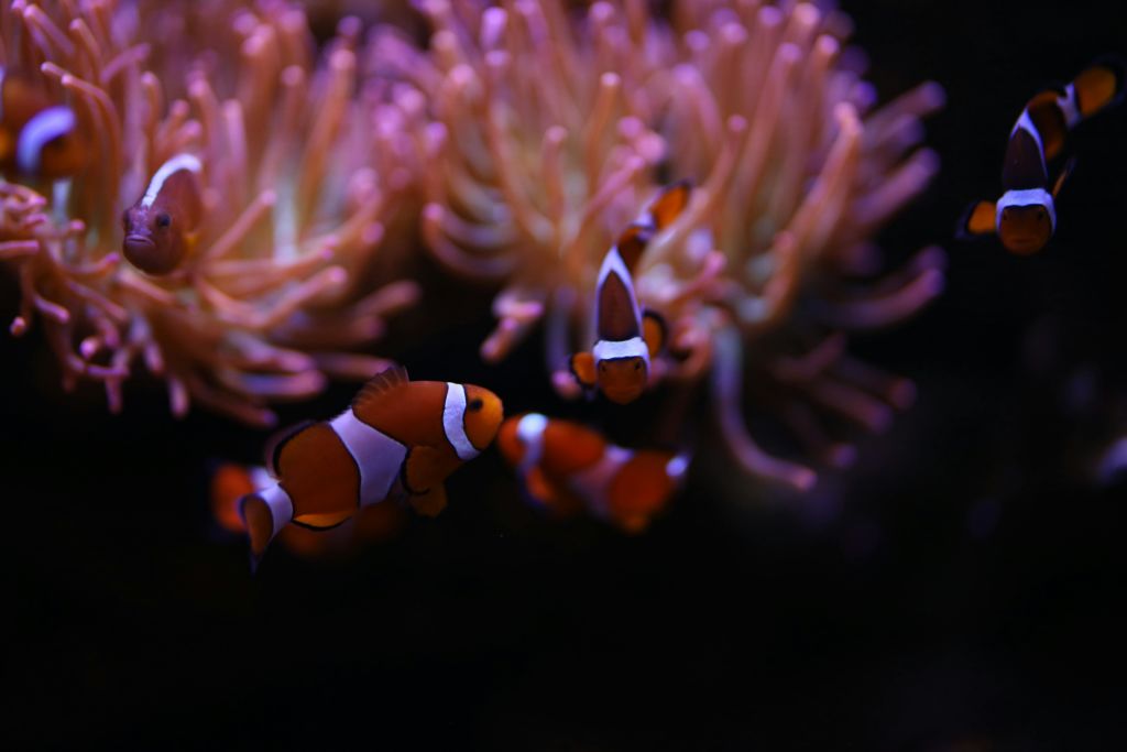 형형색색의 바다 아네모네 근처에서 헤엄치는 광어 몇 마리. 보라색 조명이 장면을 비춥니다.