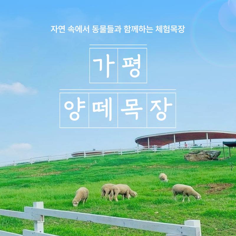 가평 양떼목장 입장권