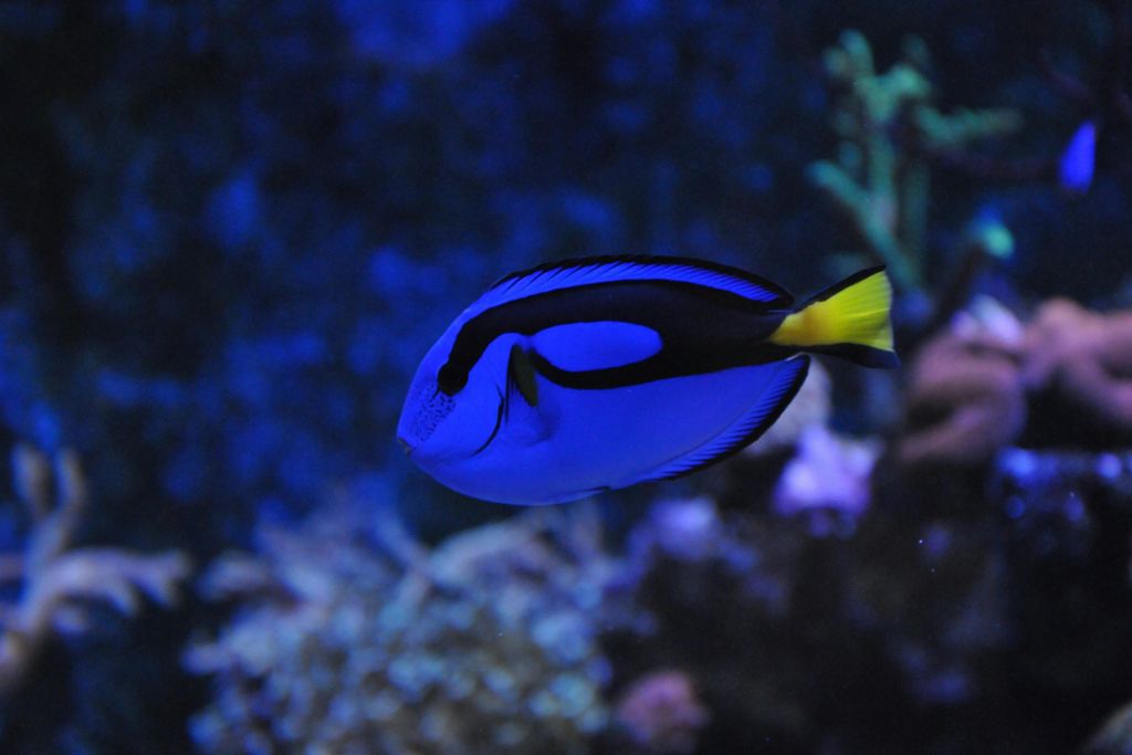 니모와 도리와 친구들 만나기