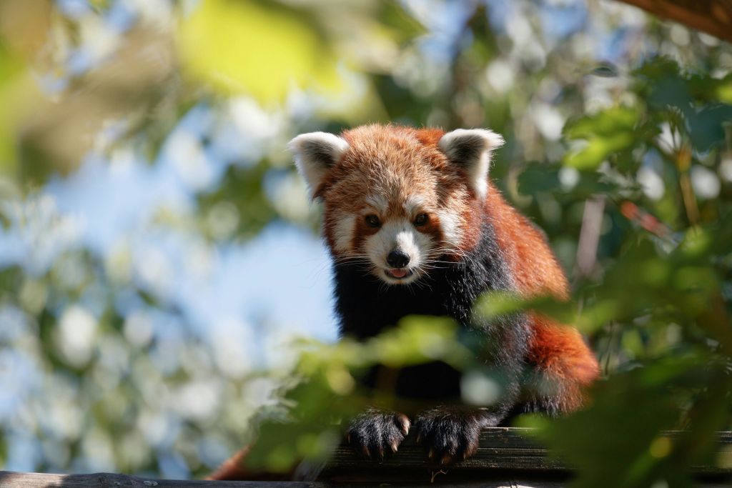 코펜하겐 동물원