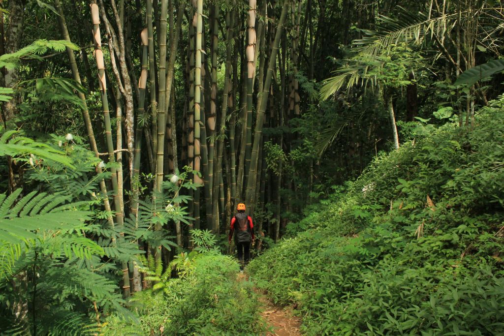 대나무 농장 (Bamboo Plantation) 의 멋진 전망을 감상해보세요.