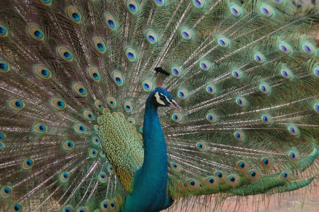 공작새는 선풍기 모양으로 배치된 파란색과 녹색 눈 같은 패턴으로 활기차고 화려한 꼬리 깃털을 보여줍니다.