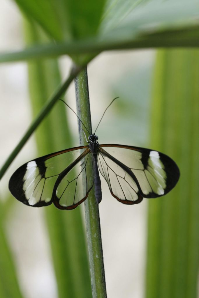 녹색 식물 줄기에 자리 잡은 흑백 패턴으로 강조된 투명한 날개가 달린 나비.