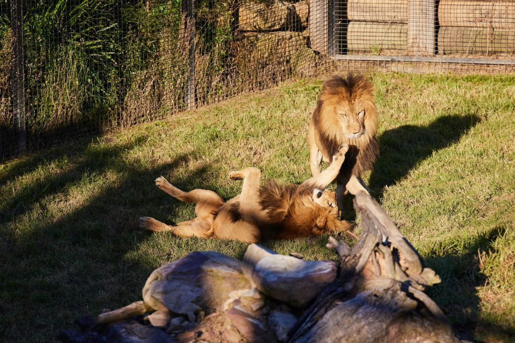 동물원의 라이온스
