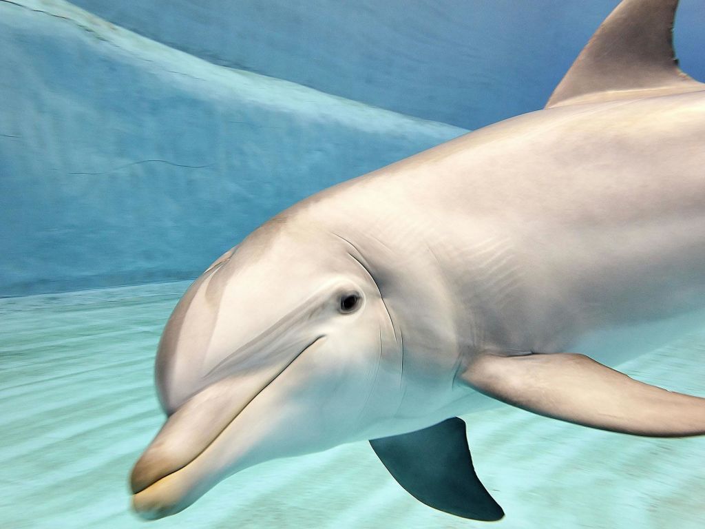 얼굴과 지느러미를 클로즈업한 투명한 파란색 탱크에서 물속을 헤엄치는 돌고래.