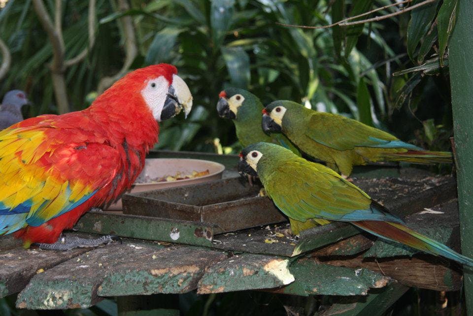 붉은 마코와 녹색 앵무새 세 마리가 울창한 녹색 열대 지역의 먹이 플랫폼에 자리잡고 있습니다.