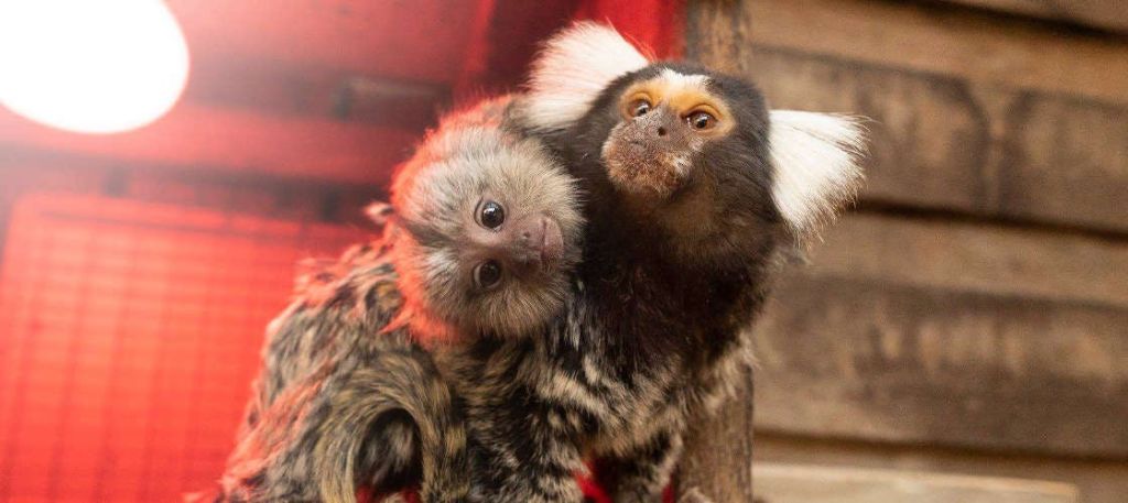 털이 많은 줄무늬 몸체와 흰 귀 터프트가 달린 두 마모셋이 가까이 서서 카메라를 신기하게 바라보고 있습니다.