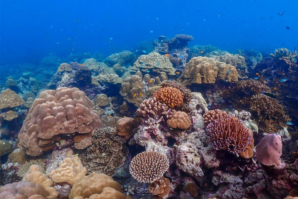 스노클링과 수중 낙원 탐방