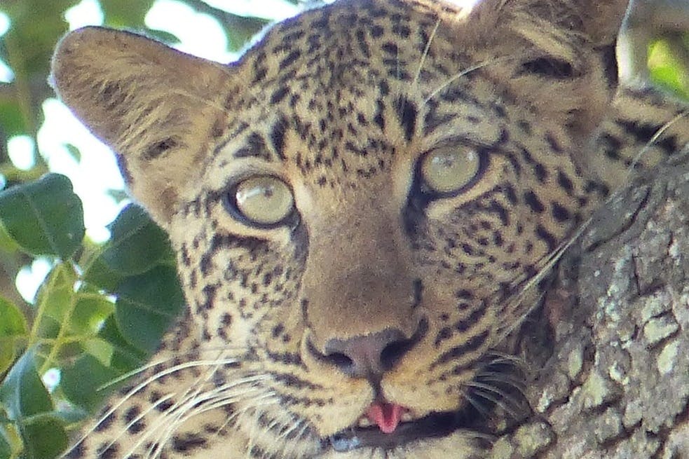 독일 GERD의 레오파드