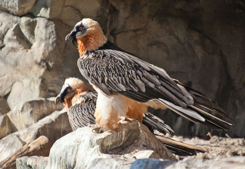 바위에 수염을 기른 독수리 두 마리가 바위를 배경으로 검은색, 흰색, 주황색 깃털을 보여줍니다.