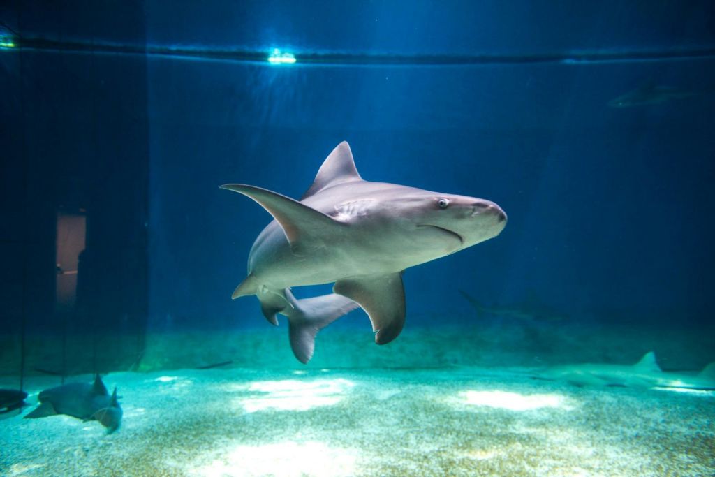 제노바 상어 수족관