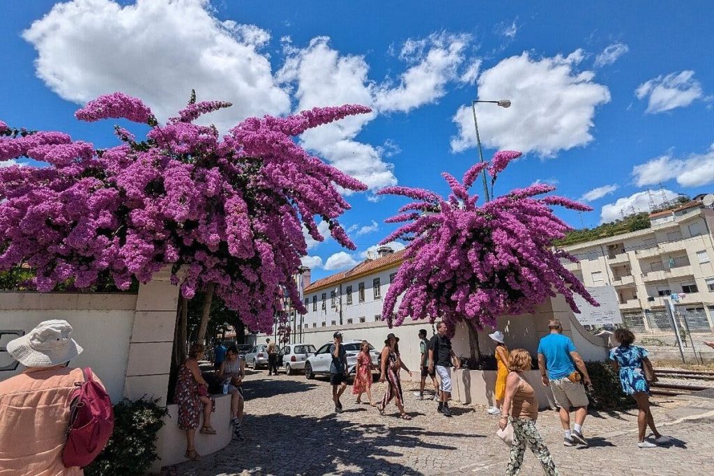흰색 건물을 배경으로 햇살이 내리쬐는 자갈 마당에서 크고 꽃이 피는 보라색 부겐빌레아 나무 아래를 걷는 사람들.