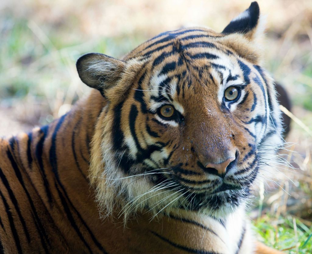 독특한 주황색과 검은색 줄무늬와 강렬한 시선을 보여주는 호랑이의 클로즈업.